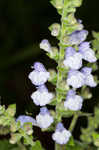 Heartleaf skullcap